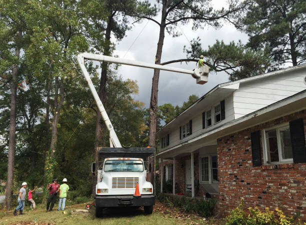 Tree and Shrub Care in Evanston, WY