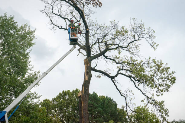 How Our Tree Care Process Works  in  Evanston, WY