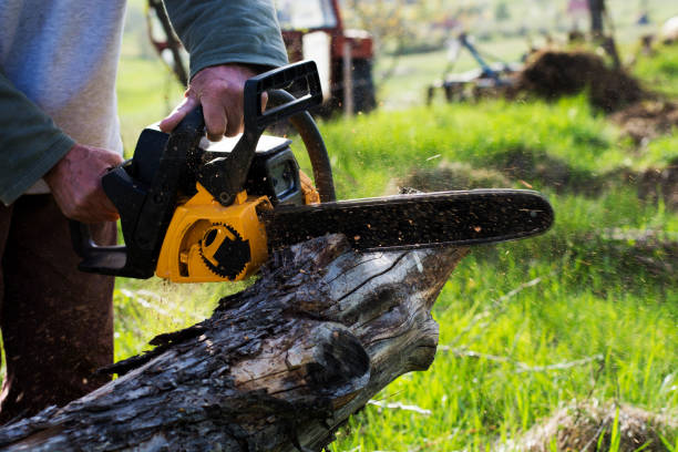 Reliable Evanston, WY Tree Removal Services Solutions